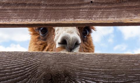 Camel staring through fence