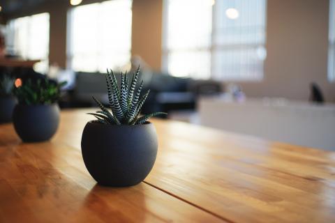 image of a spiky plant on a desk