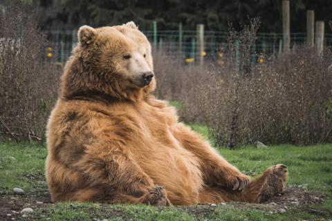 image of a brown bear