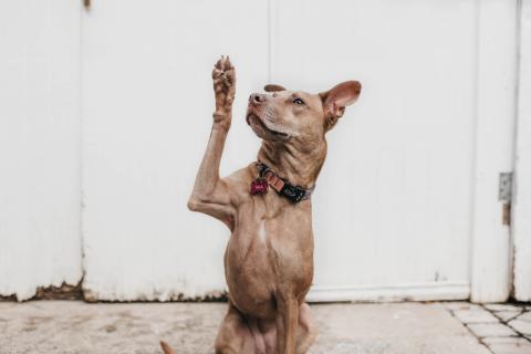 photo of a dog holding up a paw